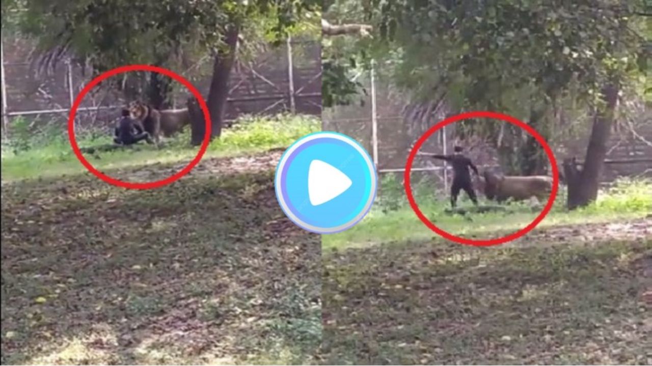 Lion in Delhi Zoo Video